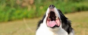 狗狗喉咙有异物怎么办？如何快速解决宠物健康问题