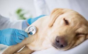 狗狗得了肠炎怎么办？这里为您提供详细的治疗方法和预防措施