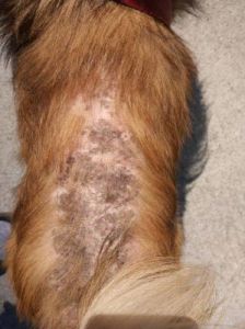 狗狗身上长黑斑的原因及治疗方法