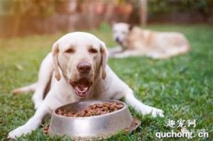 改善狗狗食欲不振的五大方法
