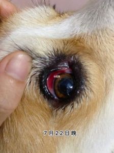 当您的狗狗的眼睛出现炎症时，请遵循以下步骤进行处理：