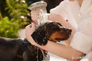 如何给狗狗安全舒适地洗澡的技巧