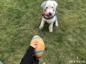 训练狗狗捡球的技巧与方法