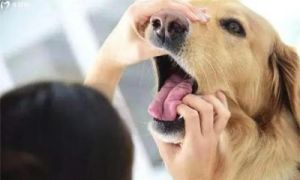 给狗狗如何安全有效地刷牙