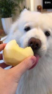 当狗狗误食苹果核时，主人需要采取紧急措施