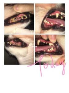 针对狗狗牙龈萎缩问题的解决方法