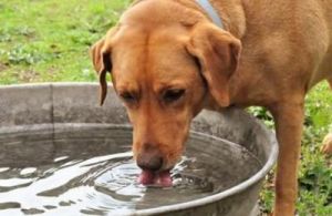 狗狗误喝脏水后如何紧急处理和解决方法