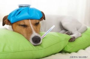 狗狗出现哪些症状可能表示发烧？