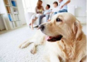 如何在家庭环境中安全地为您的狗狗进行绑定？