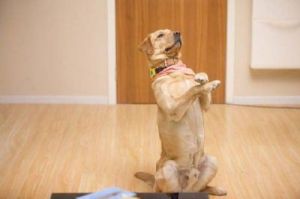 如何有效地训练狗狗坐立的技巧与方法