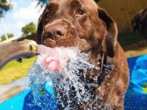 如何在保持良好饮水习惯的同时，提高狗狗的饮水量？