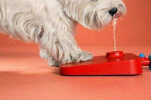 狗狗频繁吐清水的原因及解决方法