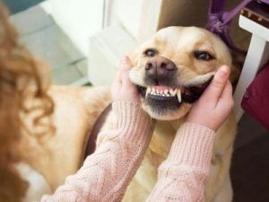 狗狗的牙齿松动了，主人应该如何处理？