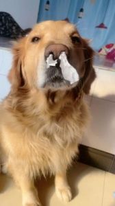 当狗狗的鼻子被堵塞时，主人需要采取适当的措施来帮助它们恢复呼吸