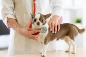 在宠物养护过程中，狗狗出现心脏病的症状时，主人应该如何应对呢？