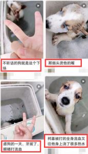 当狗狗误食洗衣粉时，我们应该如何处理？