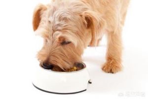 当您的狗狗生病时，食欲不振是很常见的问题以下是几种可能的原因及应对方法：
