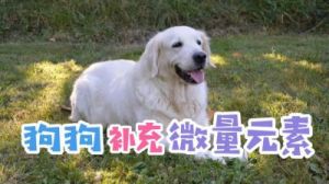 狗狗微量元素补充方法及注意事项