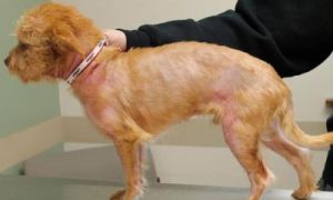 在给狗狗接种疫苗时，可能会出现过敏反应面对这种情况，我们应该如何应对呢？