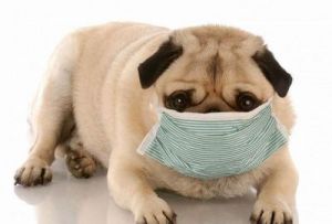 改善狗狗气管问题的方法与护理