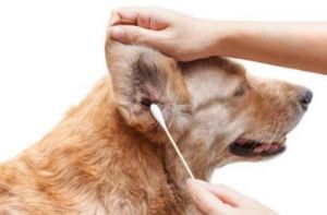 如何正确有效地清洁狗狗的耳朵