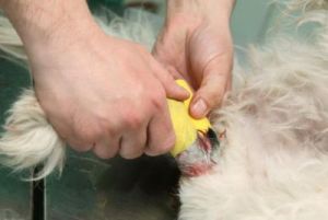 狗狗身上有伤口时，主人应该如何处理？