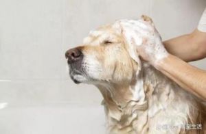 狗狗不喜欢洗澡的解决方法