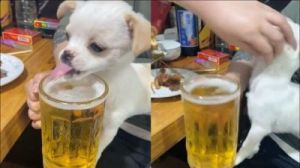 聪明狗狗的趣味实验：尝试喝啤酒，结果令人惊讶