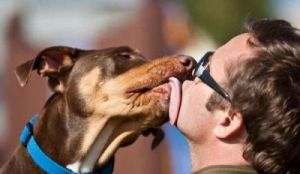当您的狗狗吃撑了导致拉稀时，您可以尝试以下方法来缓解它的不适：