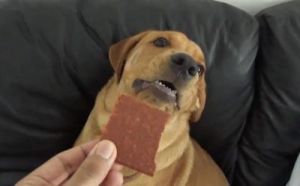 当狗狗误食巧克力时，紧急处理方法如下：