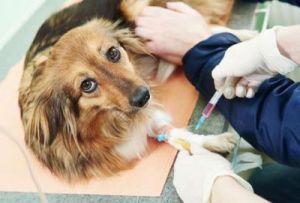 为狗狗接种疫苗的正确方法
