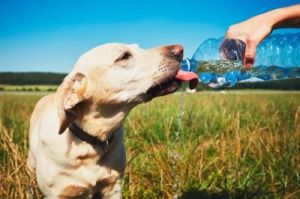 如何让狗狗喝到足够的水