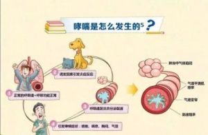 针对狗狗哮喘的预防和治疗方法