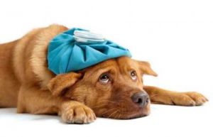 狗狗发烧怎么办最有效的治疗方法