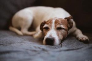 如何让狗狗在短时间内快速入眠