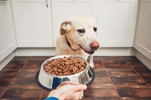 狗狗只吃肉不吃狗粮，如何调整饮食结构？