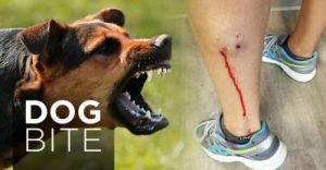 当您的狗狗被老鼠咬伤时，您需要采取紧急措施