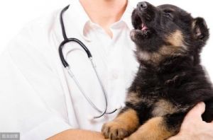 当您的狗狗感染了细小病毒时，该怎么办？