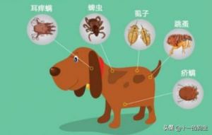 狗狗跳蚤的预防和治疗方法