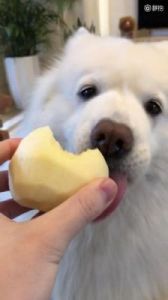 当狗狗误食苹果核时，我们应该采取哪些措施？