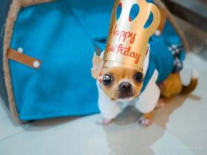 狗狗的生日计算方法