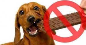 当狗狗误食巧克力的紧急处理方法