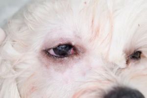 狗狗的眼屎多可能是由多种原因导致的，下面列举了几个可能的原因以及相应的解决方法