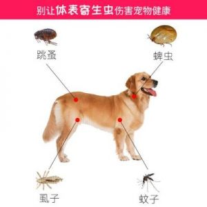 狗狗身上有蜱虫的治疗方法及注意事项