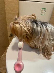 在家轻松为您的爱犬刷牙的技巧与方法