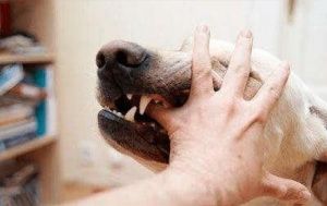 当狗狗被蜈蚣咬伤时，作为主人应该如何处理？