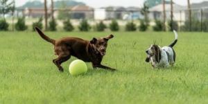 如何轻松地教授您的狗狗捡球技巧