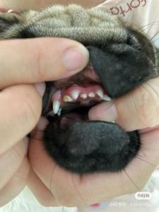 狗狗出现蛀牙问题，主人该如何应对？
