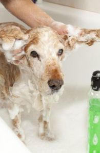狗狗误食肥皂后的紧急处理与解毒方法