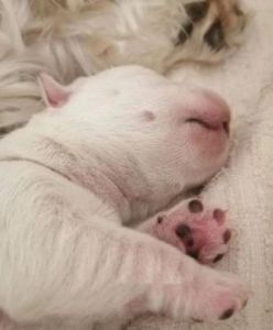 新生儿狗狗的护理指南：如何给刚出生的小狗提供完美的开始